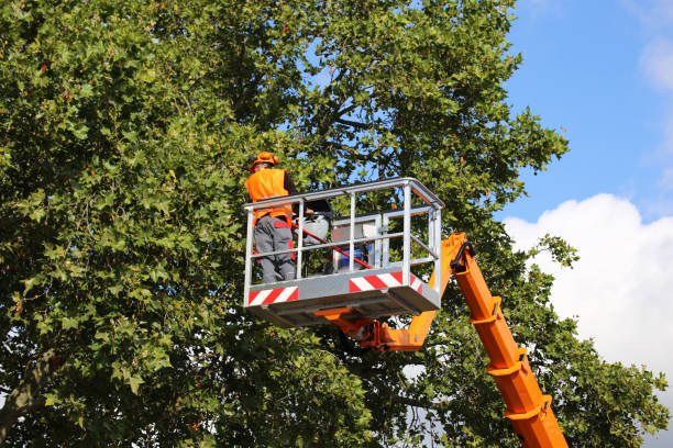 Best Tree Removal Near Me  in Orofino, ID